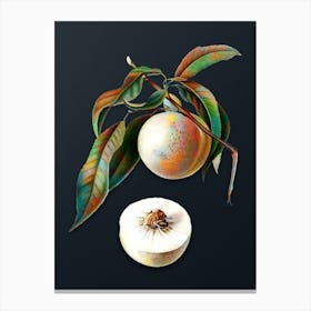 Vintage Peach Botanical Watercolor Illustration on Dark Teal Blue n.0355 Canvas Print