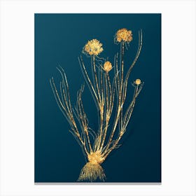 Vintage Allium Globosum Botanical in Gold on Teal Blue n.0232 Canvas Print