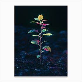 Plant Growing Out Of The Ground 1 Canvas Print