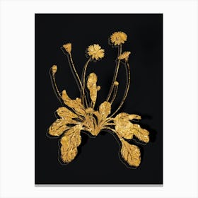 Vintage Daisy Flowers Botanical in Gold on Black Canvas Print