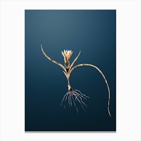 Gold Botanical Ixia Recurva on Dusk Blue n.4645 Canvas Print
