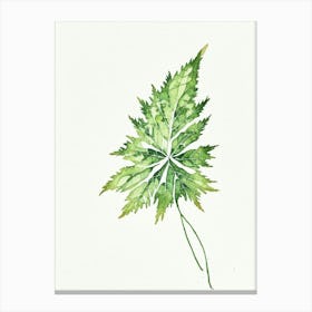 Nettle Leaf Minimalist Watercolour 2 Canvas Print