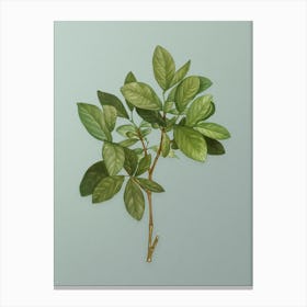 Vintage Eastern Leatherwood Botanical Art on Mint Green n.0132 Canvas Print