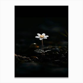 Single Flower In The Dark 65 Canvas Print