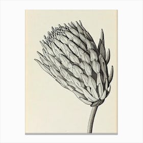 Proteas Vintage Botanical 2 Flower Canvas Print