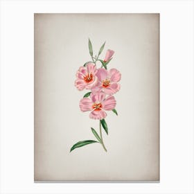 Vintage Pink Ruddy Godetia Botanical on Parchment n.0803 Canvas Print