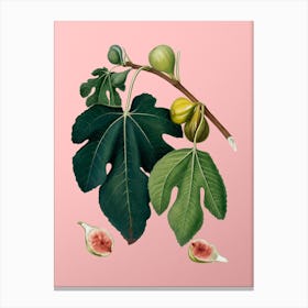 Vintage Fig Botanical on Soft Pink Canvas Print