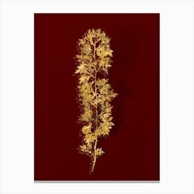 Vintage Cuspidate Rose Botanical in Gold on Red n.0212 Canvas Print