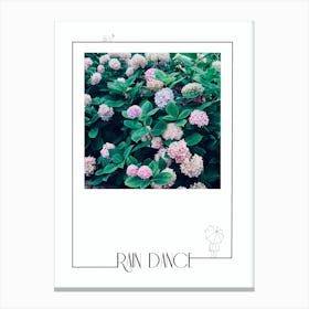 Rain Dance - Hydrangea Flowers Canvas Print