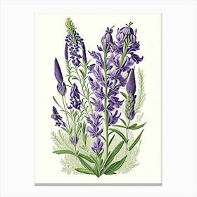 Lavender Floral 2 Botanical Vintage Poster Flower Canvas Print