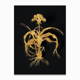 Vintage Iris Scorpiodes Botanical in Gold on Black Canvas Print