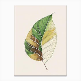 Birch Leaf Warm Tones 3 Canvas Print