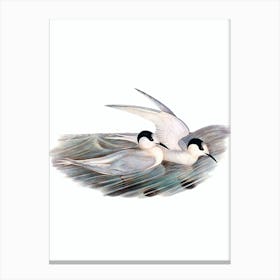 Vintage Black Billed Tern Bird Illustration on Pure White n.0392 Canvas Print