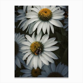 Bee On Daisy Canvas Print