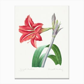Brazilian Amaryllis From Choix Des Plus Belles Fleurs, Pierre Joseph Redouté Canvas Print