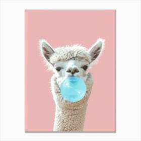 Llama Chewing Bubble Gum Canvas Print