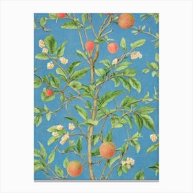 Guava Vintage Botanical Fruit Canvas Print