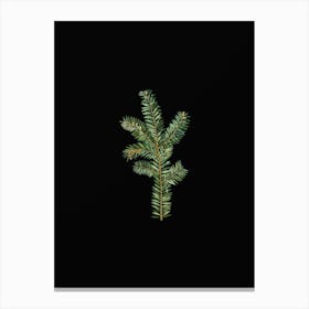 Vintage English Yew Branch Botanical Illustration on Solid Black n.0126 Canvas Print