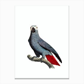 Vintage Congo Grey Parrot Bird Illustration on Pure White n.0033 Canvas Print