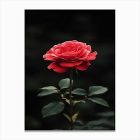 Red Rose 23 Canvas Print