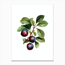 Vintage Cherry Plum Botanical Illustration on Pure White Canvas Print
