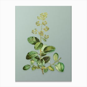 Vintage European Smoketree Botanical Art on Mint Green n.0867 Canvas Print