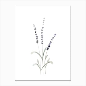 Lavender 2 Canvas Print