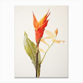 Pressed Flower Botanical Art Heliconia 3 Canvas Print