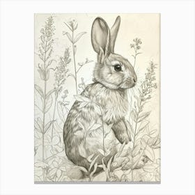 Havana Rabbit Drawing 2 Canvas Print