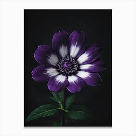 White Purple Flower On Black Background Canvas Print