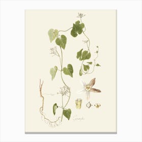 Ivy flowers Canvas Print