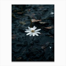 Single Flower In Water 12 Canvas Print