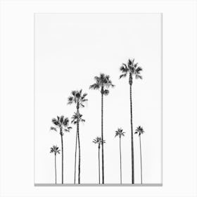 Black Palm Trees Canvas Print