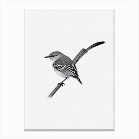 Mockingbird B&W Pencil Drawing 1 Bird Canvas Print