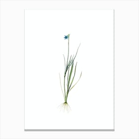 Vintage Narrow Blue eyed grass Botanical Illustration on Pure White n.0271 Canvas Print