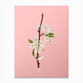 Vintage Musky Pear Botanical on Soft Pink n.0150 Canvas Print