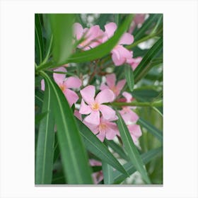Oleander - Pink Mediterranean Flowers - Nature Photography Canvas Print