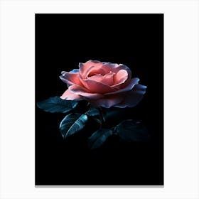 Pink Rose On Black Background 72 Canvas Print