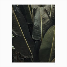 Tropical Plant Textures Canvas Print