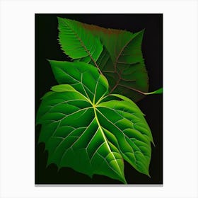 Snakeroot Leaf Vibrant Inspired 3 Canvas Print