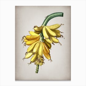 Vintage Banana Botanical on Parchment n.0499 Canvas Print