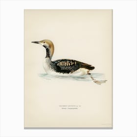 Black Throated Loon, The Von Wright Brothers Canvas Print