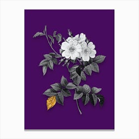 Vintage White Rosebush Black and White Gold Leaf Floral Art on Deep Violet n.0571 Canvas Print