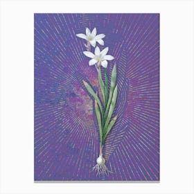 Vintage Ixia Liliago Botanical Illustration on Veri Peri n.0242 Canvas Print