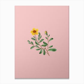 Vintage Sweetbriar Rose Botanical on Soft Pink n.0955 Canvas Print