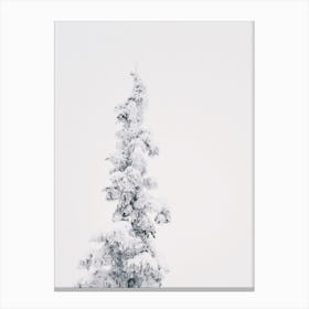 Snow Covered Pine Tree Canvas Print