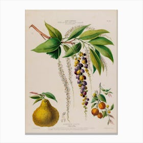 Pear And Plum Canvas Print