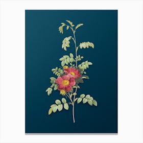 Vintage Alpine Rose Botanical Art on Teal Blue n.0443 Canvas Print