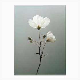 Two White Flowers Canvas Print