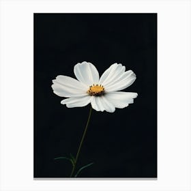 White Daisy Canvas Print